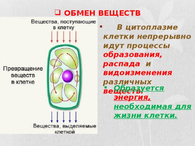 Процессы живой клетки