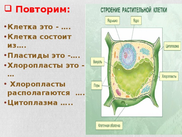 Клетка растений процессы