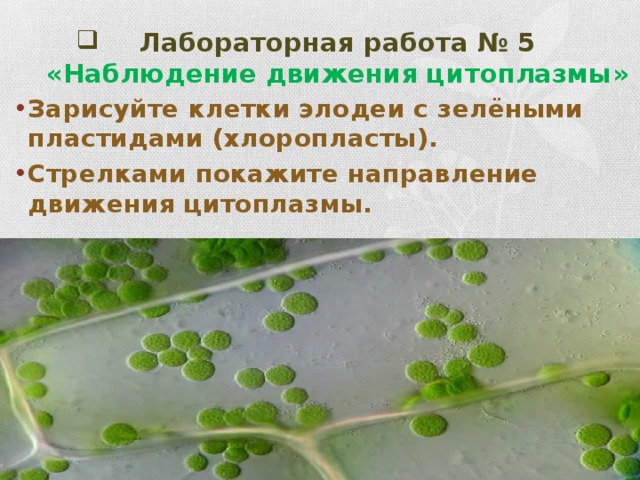 Движение цитоплазмы. Наблюдение движение цитоплазмы биология 5 класс. Наблюдение движения цитоплазмы в клетках листа элодеи. Лабораторная работа движение цитоплазмы. Движение цитоплазмы в листе элодеи.