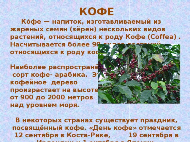 КОФЕ  Ко́фе — напиток, изготавливаемый из жареных семян (зёрен) нескольких видов растений, относящихся к роду Кофе (Coffea) . Насчитывается более 90 видов растений, относящихся к роду кофе.  Наиболее распространённый  сорт кофе- арабика. Это кофейное дерево произрастает на высоте от 900 до 2000 метров над уровнем моря.  В некоторых странах существует праздник, посвящённый кофе. «День кофе» отмечается 12 сентября в Коста-Рике, 19 сентября в Ирландии и 1 октября в Японии.  