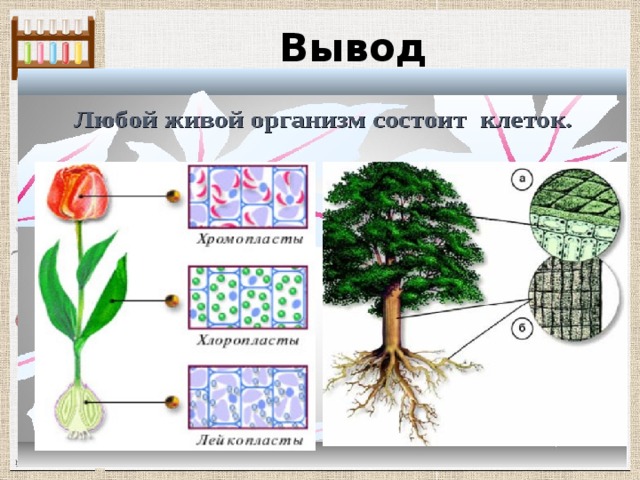 Организмы состоят ответ