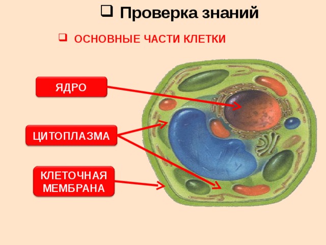 Подпишите на рисунке основные части клетки