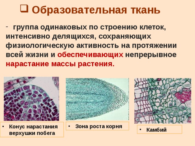 Образовательная ткань картинки