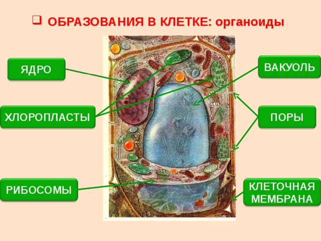 ОБРАЗОВАНИЯ В КЛЕТКЕ: органоиды ВАКУОЛЬ ЯДРО ХЛОРОПЛАСТЫ ПОРЫ РИБОСОМЫ КЛЕТОЧНАЯ МЕМБРАНА 