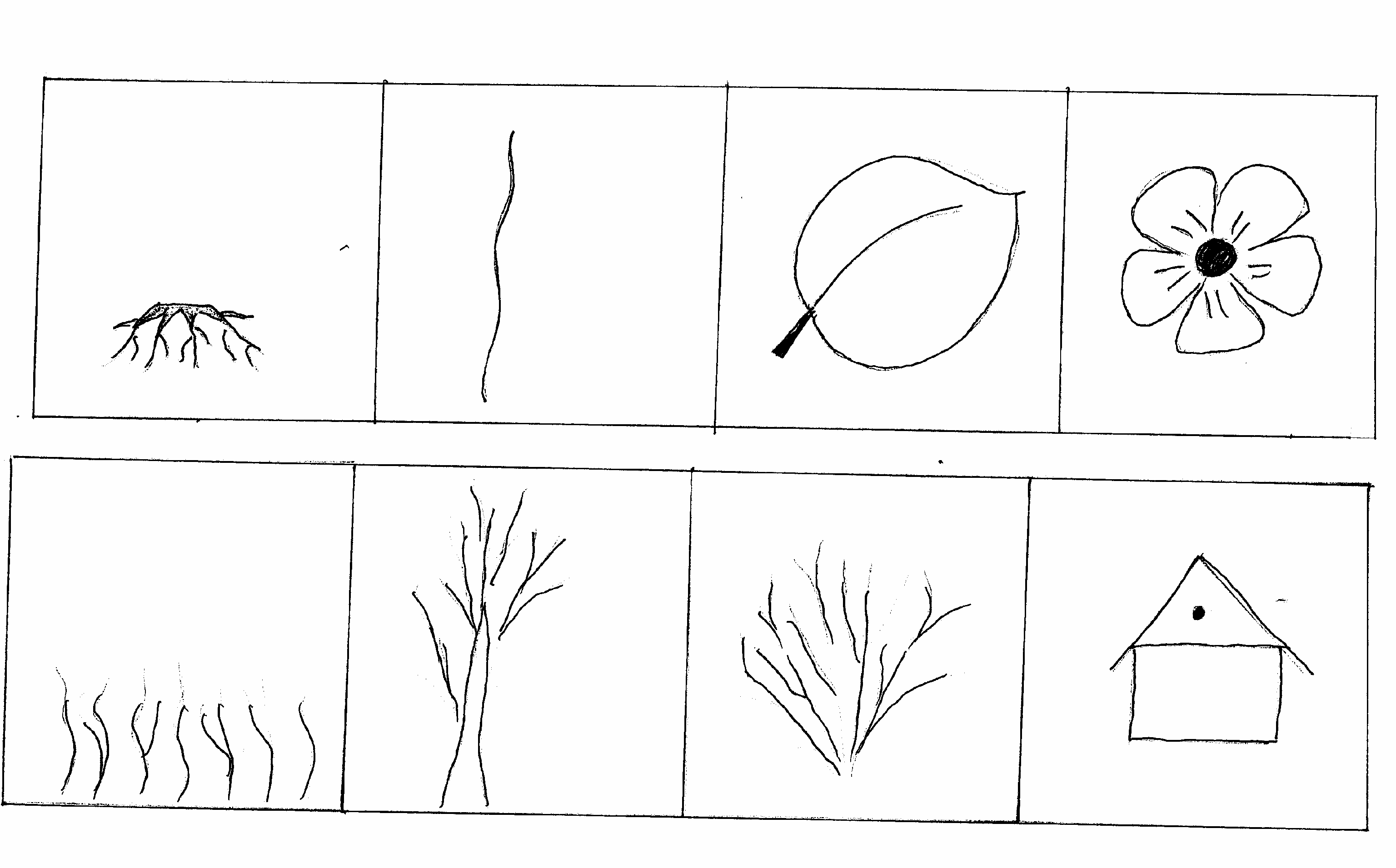 Графическая модель растения для дошкольников