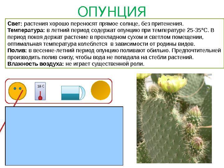 Режим кактуса