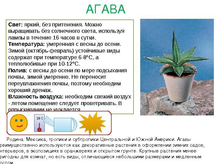 Как выглядит паспорт растения