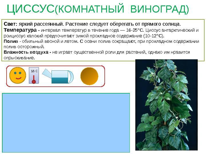 План паспорта растения