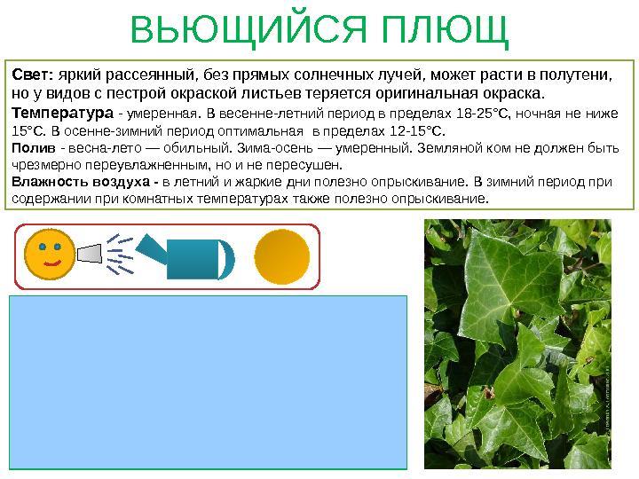 Паспорт на растение образец