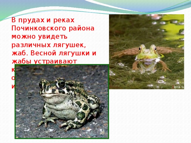 В прудах и реках Починковского района можно увидеть различных лягушек, жаб. Весной лягушки и жабы устраивают концерты у воды и откладывают в воду икру. 