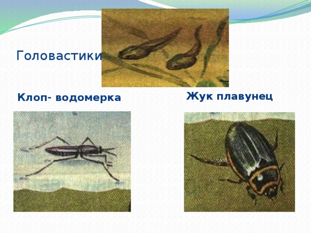 Сделай подписи к рисункам окружающий мир 2 класс рогоз жук плавунец