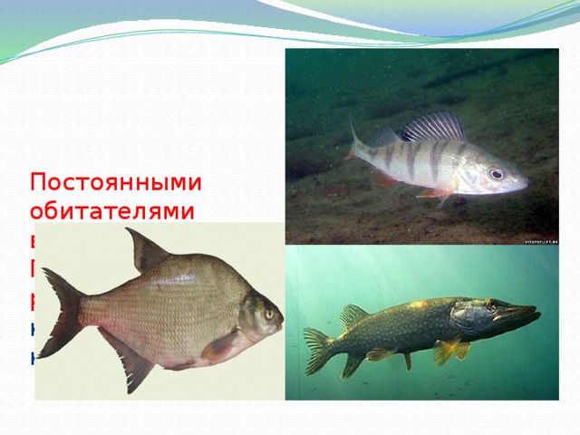Постоянными обитателями водоёмов Починковского района являются : карась, щука, сом, карп.  