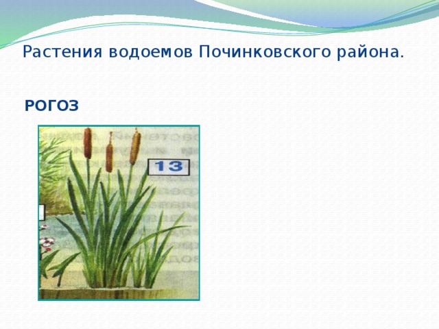 Растения водоемов Починковского района. РОГОЗ  
