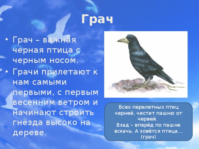 Грачи краткое описание. Рассказать о перелетных птицах. Рассказ о перелетных птицах 2 класс. Роскар о перелетных птицах. Произведения о перелетных птицах для дошкольников.