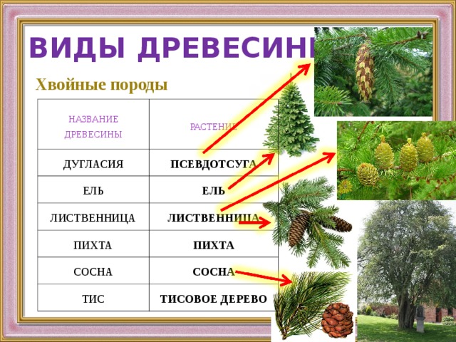 ВИДЫ ДРЕВЕСИНЫ Хвойные породы   НАЗВАНИЕ  ДРЕВЕСИНЫ РАСТЕНИЕ ДУГЛАСИЯ ПСЕВДОТСУГА ЕЛЬ ЛИСТВЕННИЦА ЕЛЬ ЛИСТВЕННИЦА ПИХТА ПИХТА СОСНА СОСНА ТИС ТИСОВОЕ ДЕРЕВО 