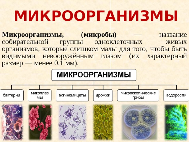 К какой группе относятся микроорганизмы обитающие. Классификация микроорганизмов группы. Классификация на бактерии грибы вирусы. Классификация микробов микробиология. Понятие о микроорганизмах.