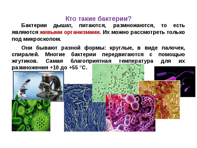 Презентация микроорганизмы их строение и значение для человека