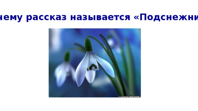 Бунин подснежник слушать. Произведение Подснежник. Легенда о подснежнике для детей. Комнатный Подснежник название. Бунин и. "Подснежник".