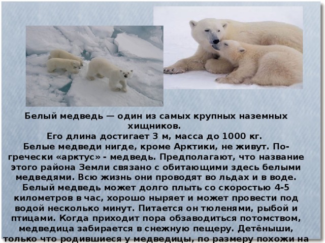 Белые медведи результаты. Где живут белые медведи. Белый медведь самый крупный хищник. Где обитает белый медведь. Где живёт белый медведь в России.