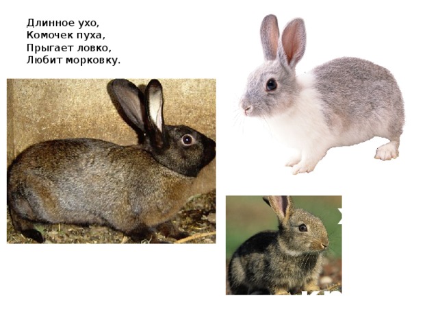 Длинное ухо,  Комочек пуха,  Прыгает ловко,  Любит морковку. крольчиха кролик кролик 