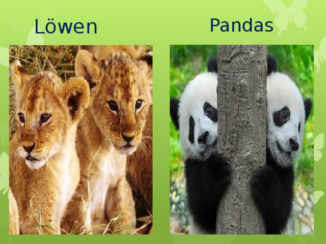 Löwen Pandas 