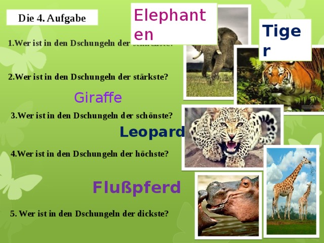 Elephanten Die 4. Aufgabe Tiger 1.Wer ist in den Dschungeln der schnellste? 2.Wer ist in den Dschungeln der stärkste? Giraffe 3.Wer ist in den Dschungeln der schönste? Leopard 4.Wer ist in den Dschungeln der höchste? Flußpferd 5. Wer ist in den Dschungeln der dickste? 