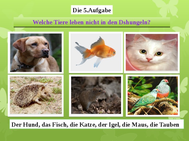 Die 5.Aufgabe Welche Tiere leben nicht in den Dshungeln? Der Hund, das Fisch, die Katze, der Igel, die Maus, die Tauben 