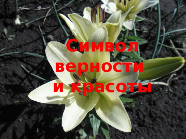 Символ верности  и красоты 