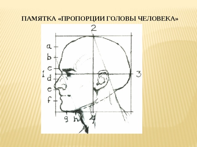 ПАМЯТКА «ПРОПОРЦИИ ГОЛОВЫ ЧЕЛОВЕКА» 