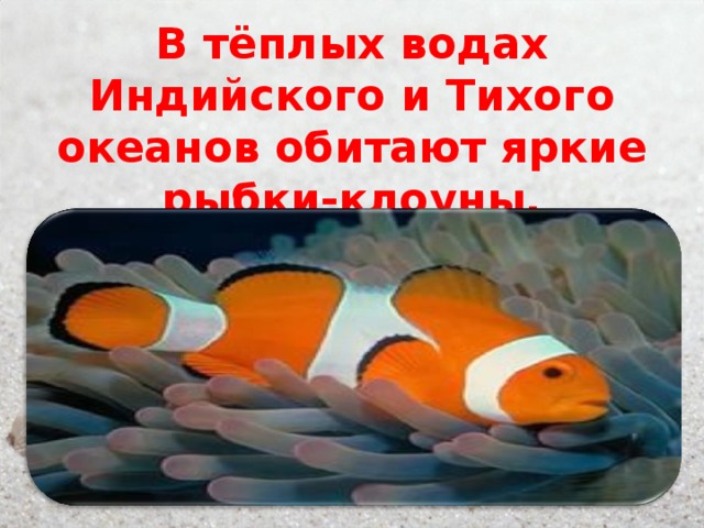  В тёплых водах Индийского и Тихого океанов обитают яркие рыбки-клоуны. 