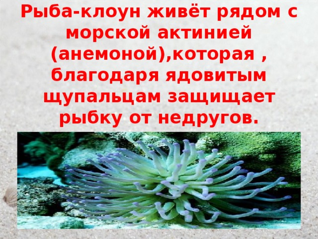 Рыба-клоун живёт рядом с морской актинией (анемоной),которая , благодаря ядовитым щупальцам защищает рыбку от недругов. 