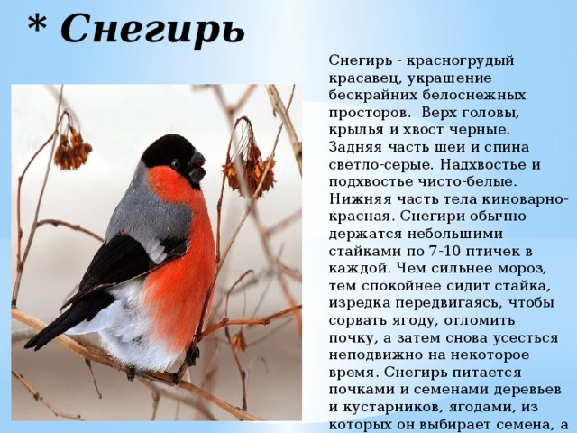 Как пишется снегирь. Снегирь красногрудый красавец. Зимующая птица Снегирь факты. Снегирь части тела. Внутреннее строение снегиря.