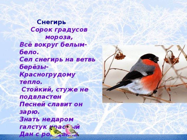 Снегирь на татарском. Снегирь презентация. Снегирь для детей. Снегирь презентация для дошкольников. Слайды про снегирей.