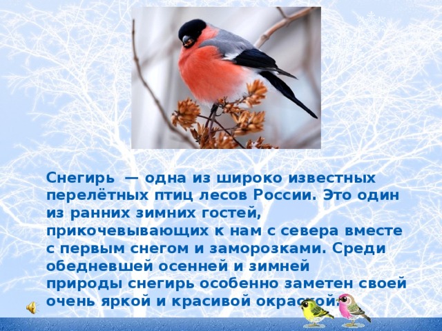 Снегирь это перелетная птица. Снегирь Перелетная или зимующая. Снегирь Перелетная птица или зимующая. Снегирь Перелетная птица или нет. Снегирь зимующая птица или нет.