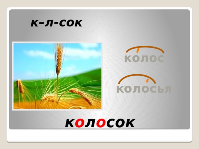 Корень в слове колосок. Колосок однокоренные слова. Слово Колос. Поверочноеслово Колос.