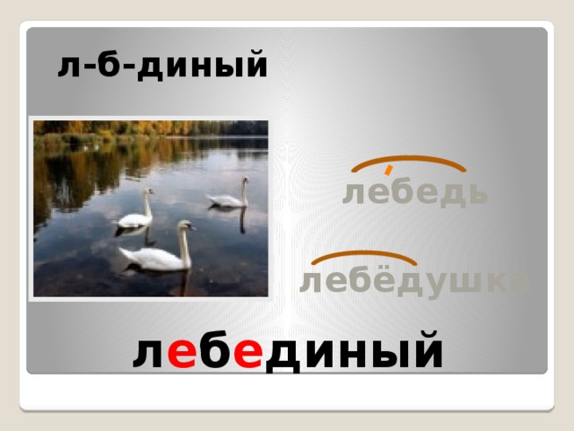 Сколько букв в слове лебедь. Лебедь проверочное слово. Проверочное слово к слову лебедь. Проверочное слово к слову лебединых. Корень слова лебедь.