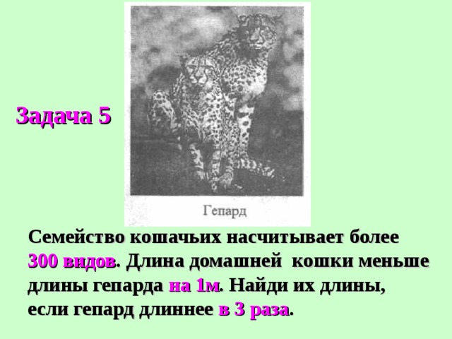 Задача 5 Семейство кошачьих насчитывает более 300 видов . Длина домашней кошки меньше длины гепарда на 1м . Найди их длины, если гепард длиннее в 3 раза . 