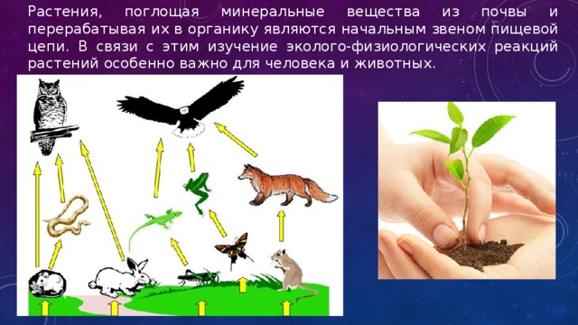 Рассмотри рисунок разреза почвы составь цепь питания 3 класс