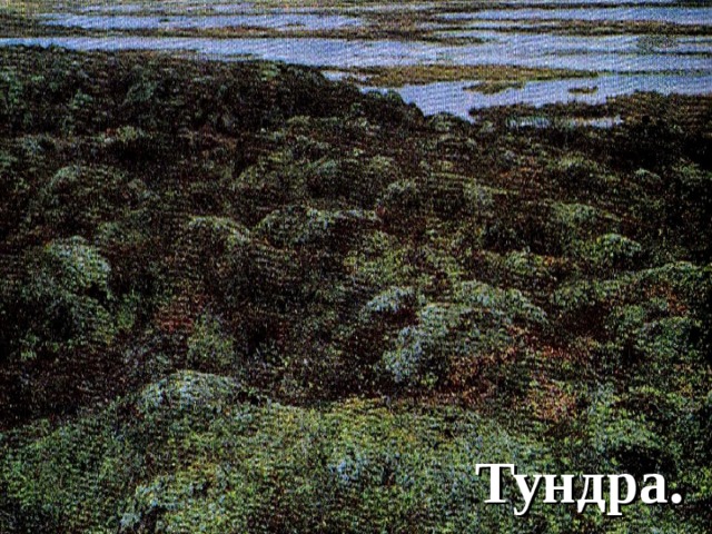 Тундра. 