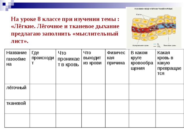 Легочное и тканевое дыхание