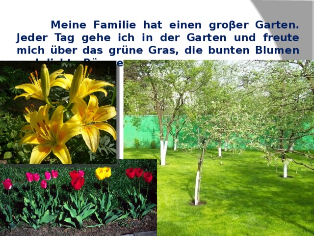  Meine Familie hat einen groβer Garten. Jeder Tag gehe ich in der Garten und freute mich über das grüne Gras, die bunten Blumen und dichte Bäume. 