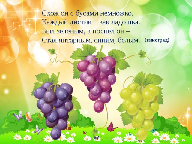 Схож он с бусами немножко, Каждый листик – как ладошка. Был зеленым, а поспел он – Стал янтарным, синим, белым. (виноград) 