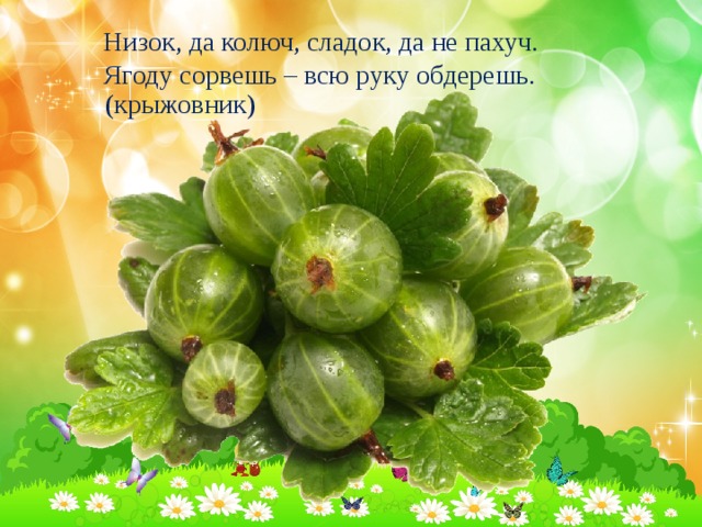 Низок, да колюч, сладок, да не пахуч. Ягоду сорвешь – всю руку обдерешь. (крыжовник) 