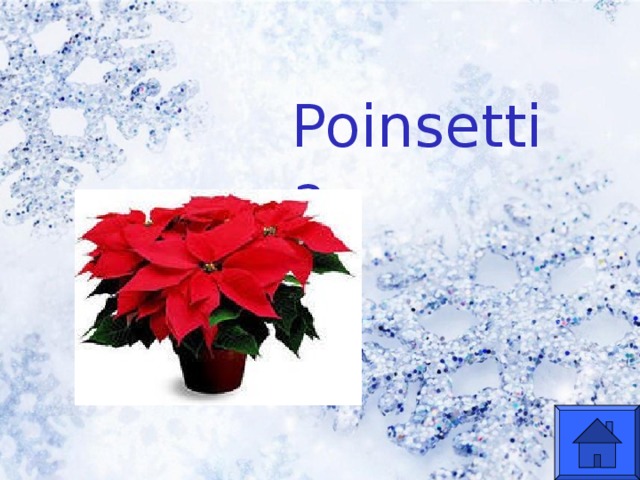 Poinsettia  