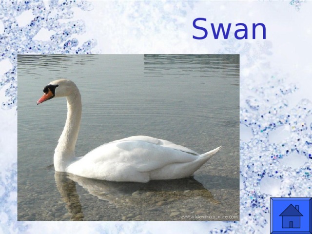 Swan  