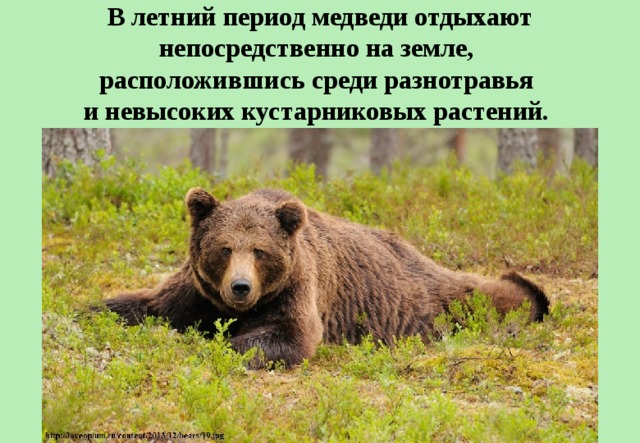 Презентация медведи 7 класс