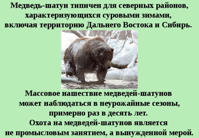 В какой природной зоне встречается медведь. Медведь шатун зимой. Медведь и медведь шатун. Медведь опасен для человека. Медведь шатун опасность для человека.