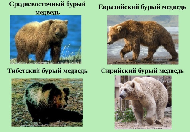 Северная евразия животный мир. Евразийский бурый медведь. Животные Евразии. Евразия медведи. Интересные животные Евразии.