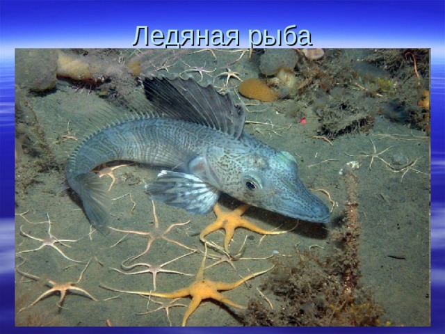 Ледяная рыба 