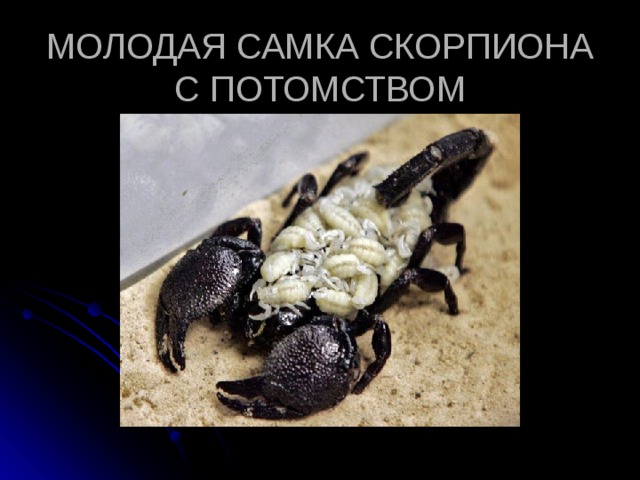 Скорпионы питание размножение виды сколько живут проект